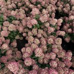Hortenzia metlinatá (Hydrangea paniculata) ´LIVING LITTLE LOVE´® by LIVING CREATIONS® výška 20-30 cm, kont. C1,5L